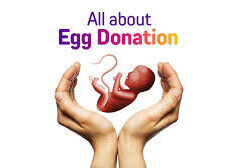 Cropped Cropped Egg Donation 1